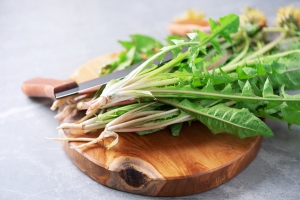 Dandelion fresh leaves for liver detox salad on gray background. Copy space. Naturopathy concept