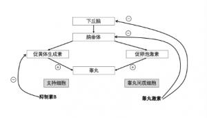 Testosterone formation