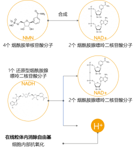 NMN NAD+ NADH