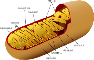 Mitochondrion diagram