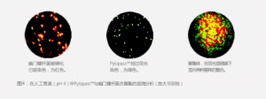 Helicobacter Pylori