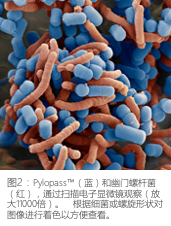 Helicobacter Pylori Pylopass