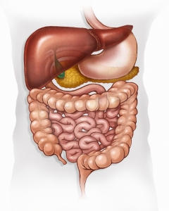 liver intestine
