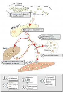 insulin