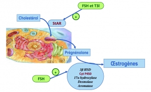 cholesterol estrogen