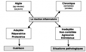 reaction inflammation