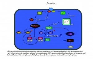 agonists