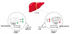 liver mitochondrie function